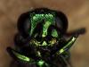 Chrysis clarinicollis